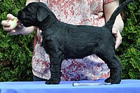 Black Schnauzer puppies