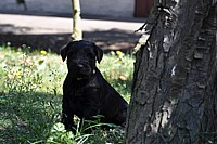 Black Schnauzer puppies