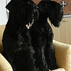 Black Standard Schnauzer
