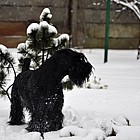 Black Standard Schnauzer