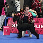 Black Standard Schnauzer