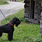 Black Standard Schnauzer