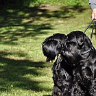 Black Standard Schnauzer