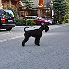 Black Standard Schnauzer