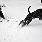 Black Standard Schnauzer
