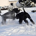 Black Standard Schnauzer