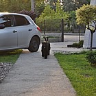 Black Standard Schnauzer