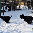 Black Standard Schnauzer