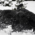 Black Standard Schnauzer
