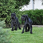 Black Standard Schnauzer