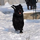 Black Standard Schnauzer