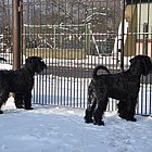 Black Standard Schnauzer