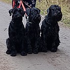 Black Standard Schnauzer