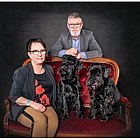 Black Standard Schnauzer