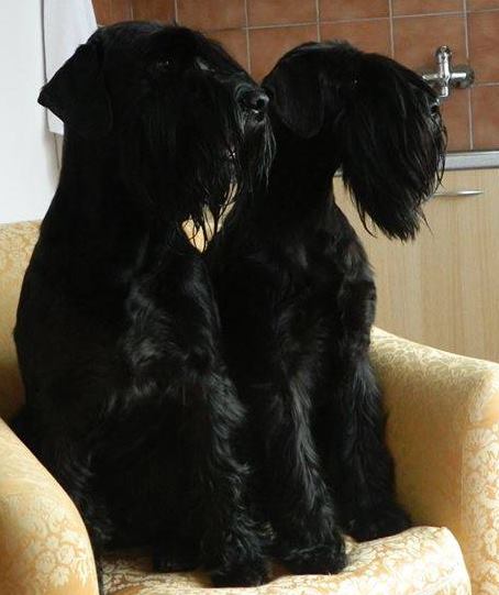 Black Standard Schnauzer