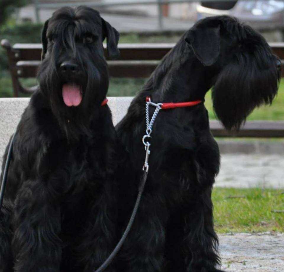 Black Standard Schnauzer