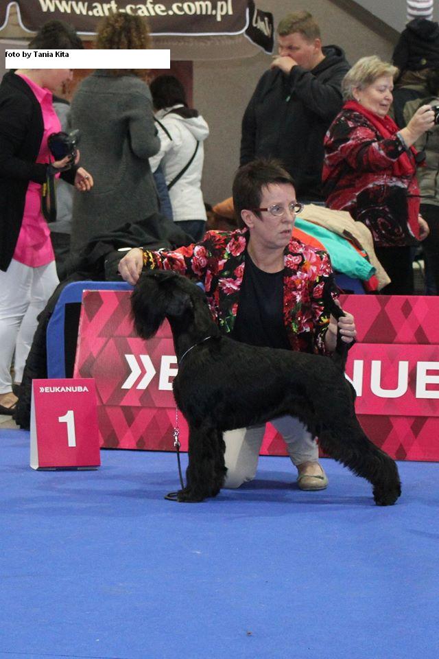 Black Standard Schnauzer