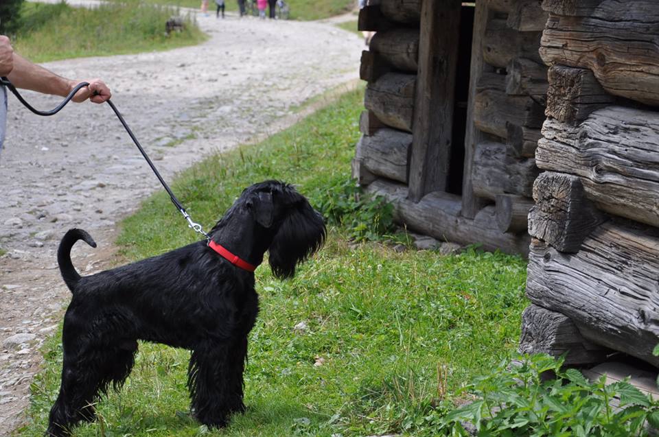 Black Standard Schnauzer