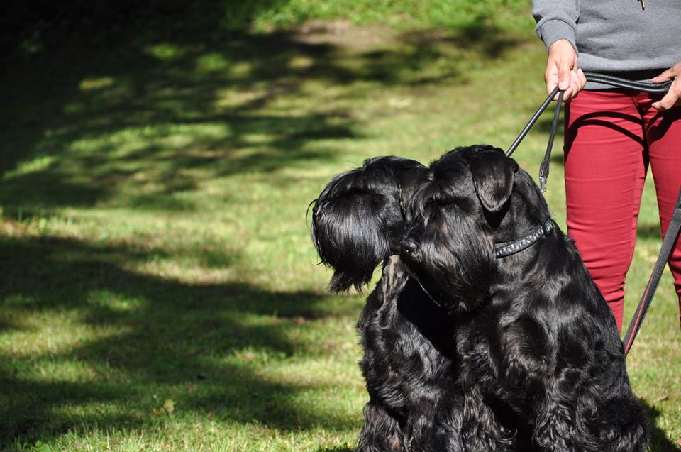 Black Standard Schnauzer