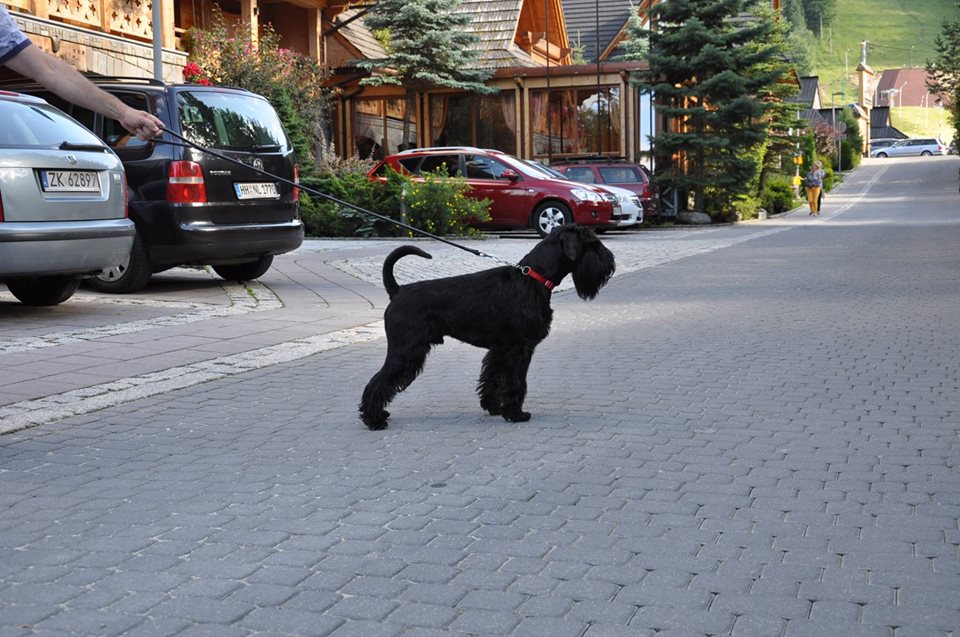 Black Standard Schnauzer
