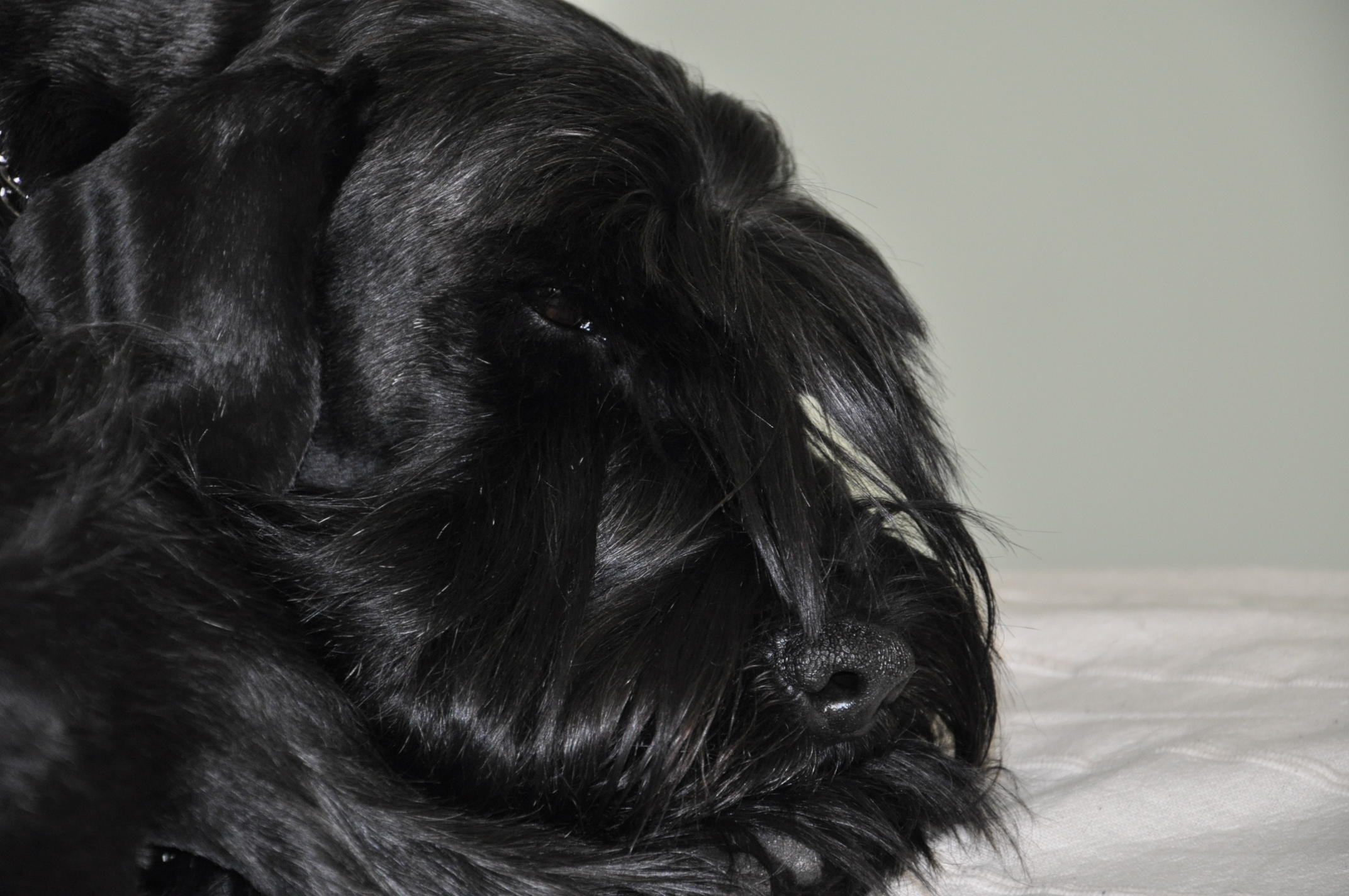 Black Standard Schnauzer
