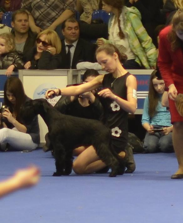 Black Standard Schnauzer