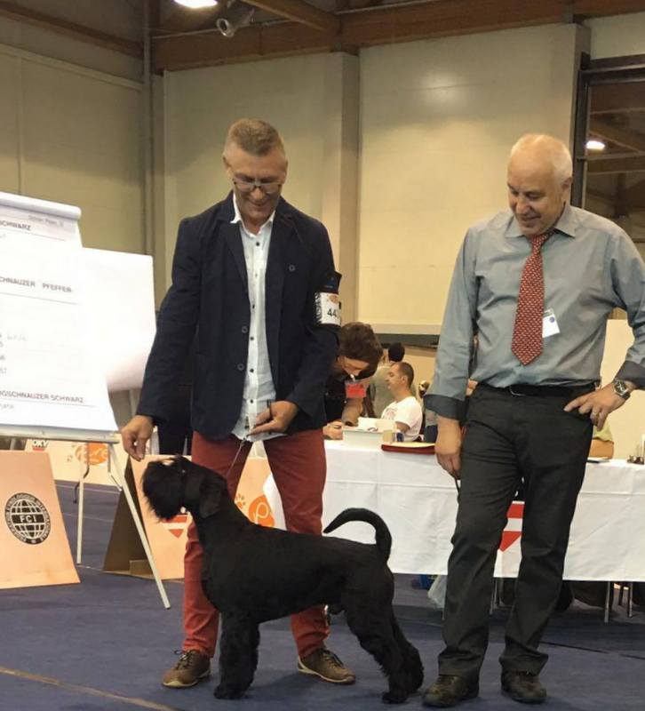 Sznaucer średni czarny