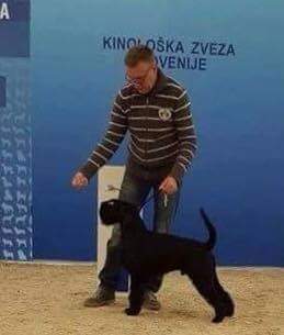 Sznaucer średni czarny