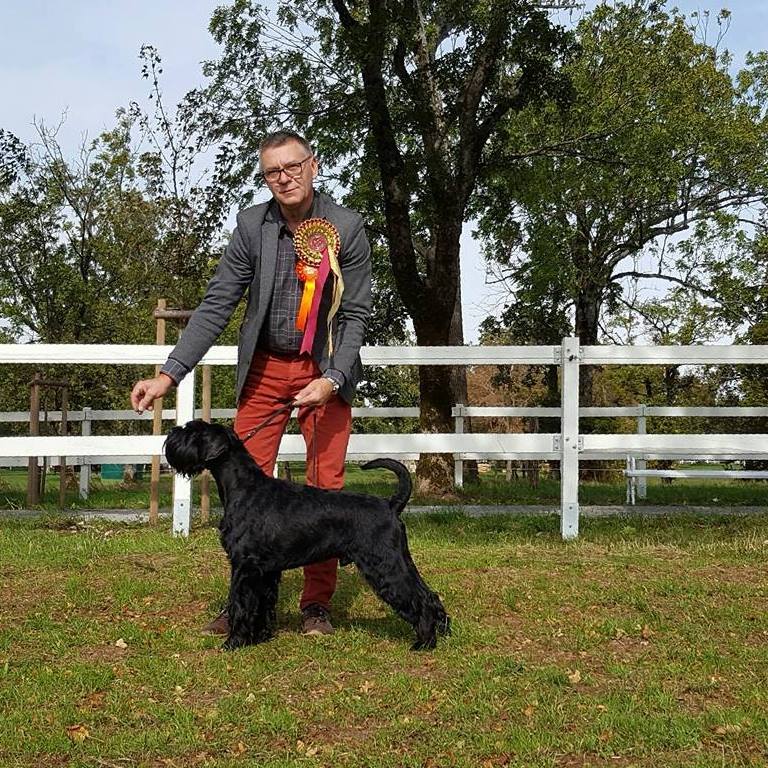 Cherni Strazhnik TIMLY FIND Sznaucer średni czarny