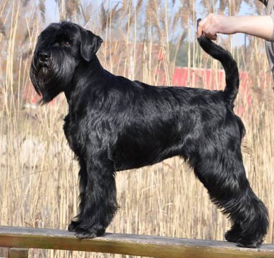 Black Standard Schnauzer