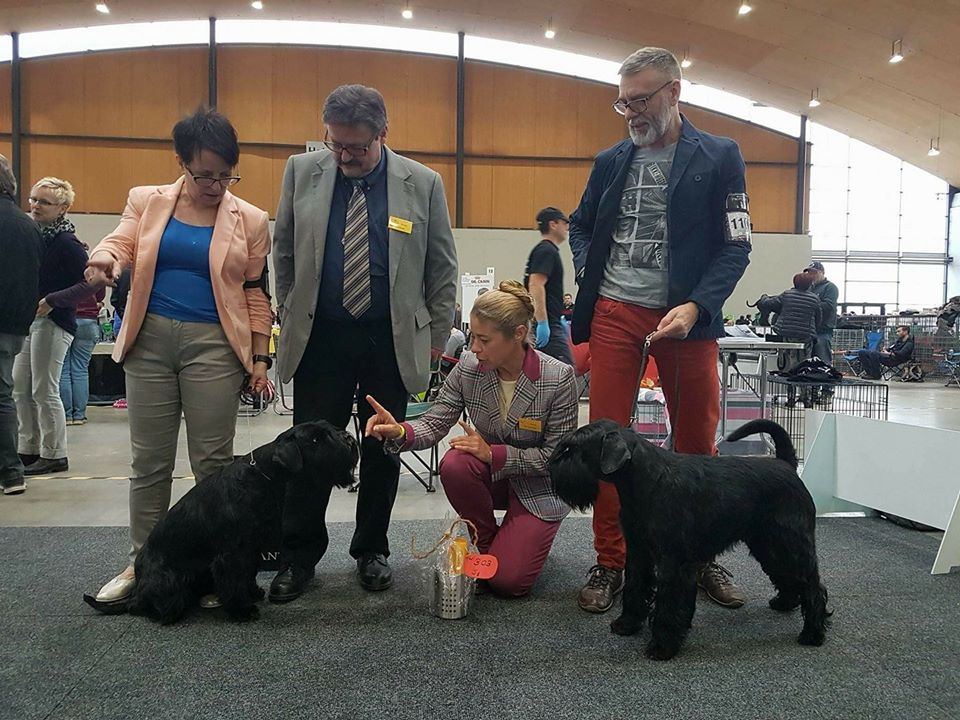 Black Standard Schnauzer