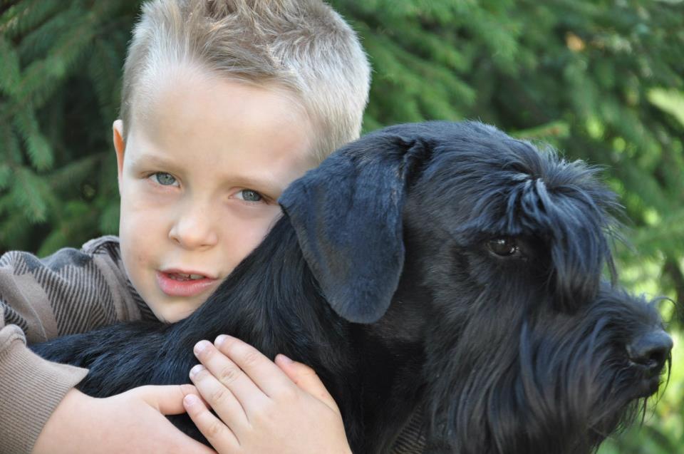 Black Standard Schnauzer