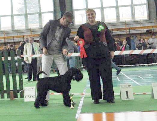 Black Standard Schnauzer