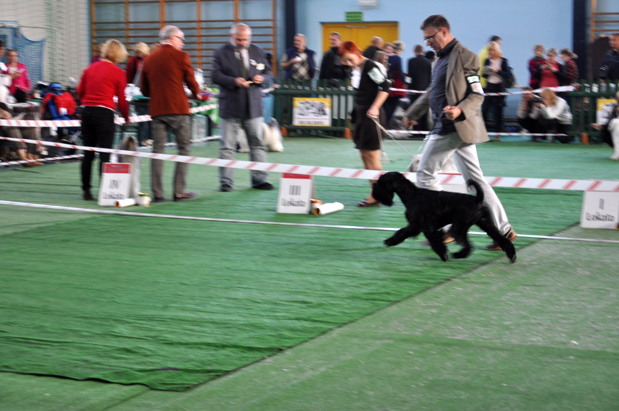 Black Standard Schnauzer