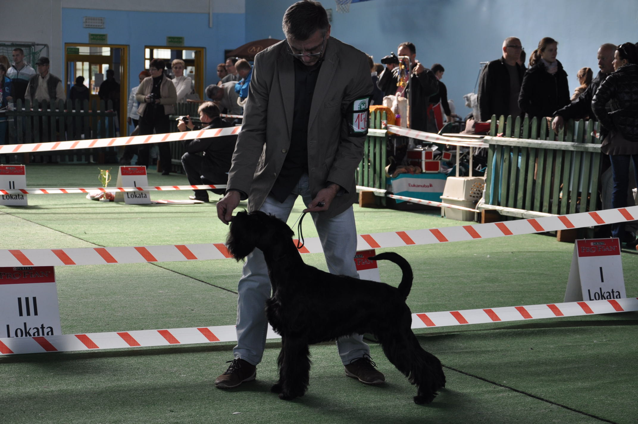 Black Standard Schnauzer