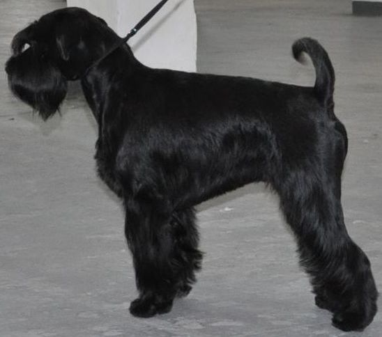 Black Standard Schnauzer