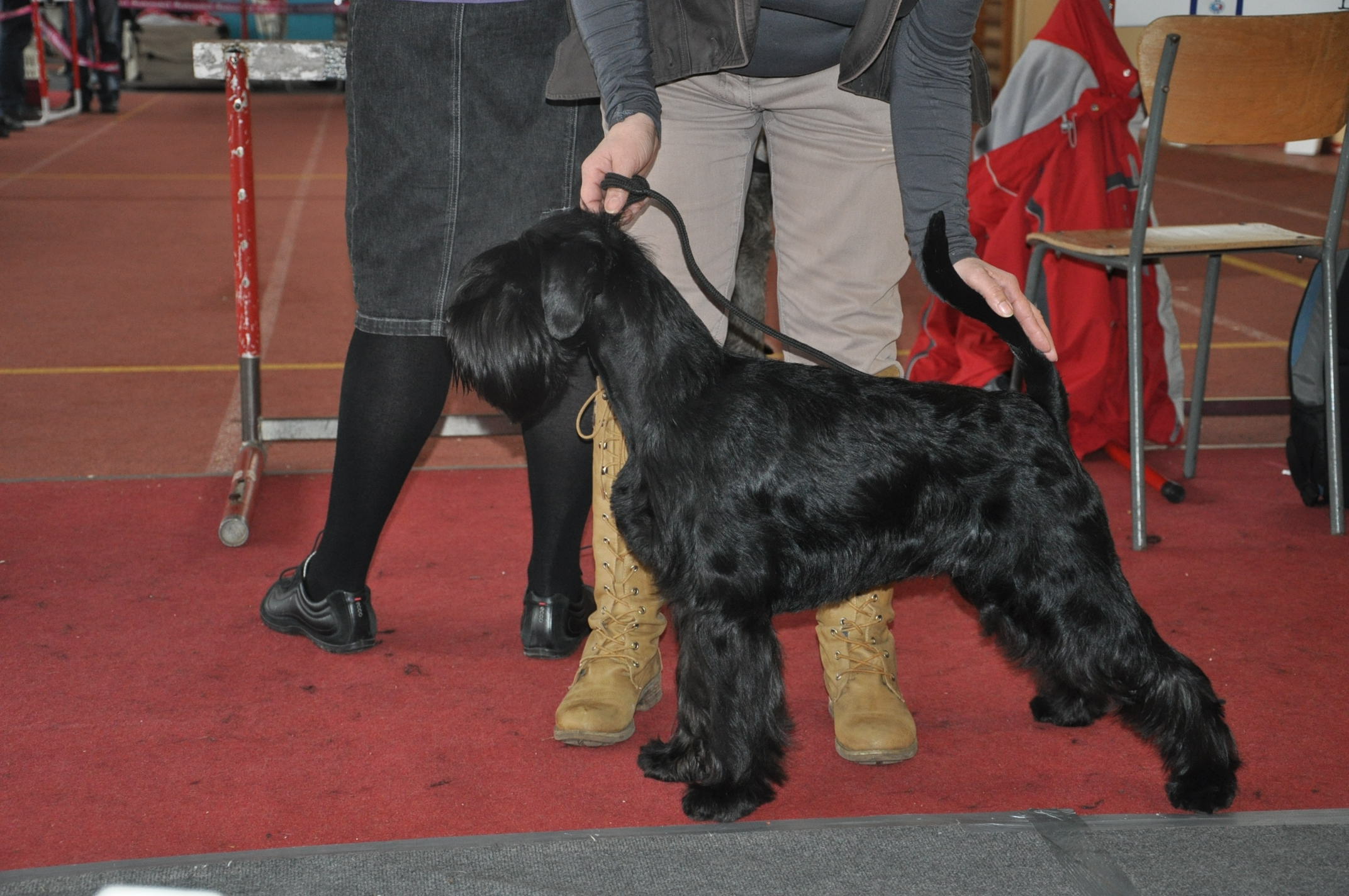 Black Standard Schnauzer