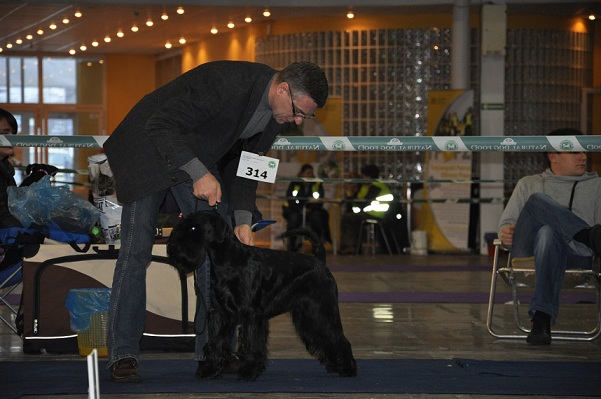 Black Standard Schnauzer