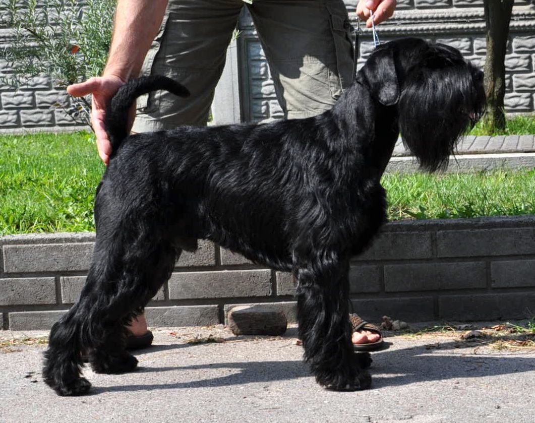 Black Standard Schnauzer