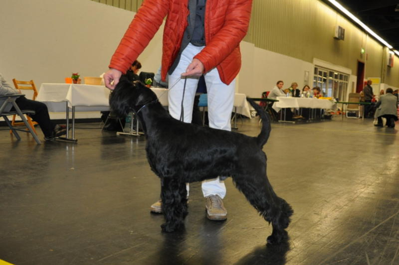 Black Standard Schnauzer