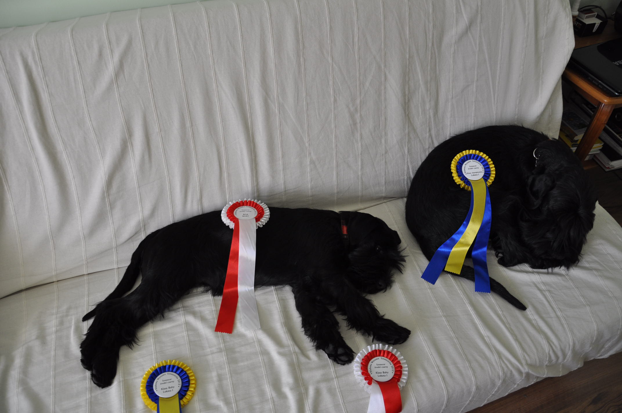 Black Standard Schnauzer