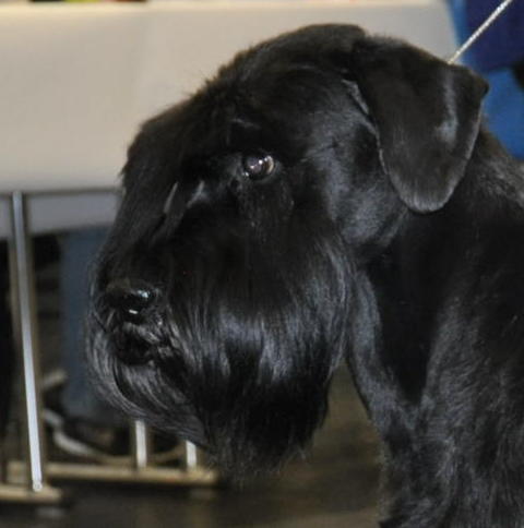 Black Standard Schnauzer