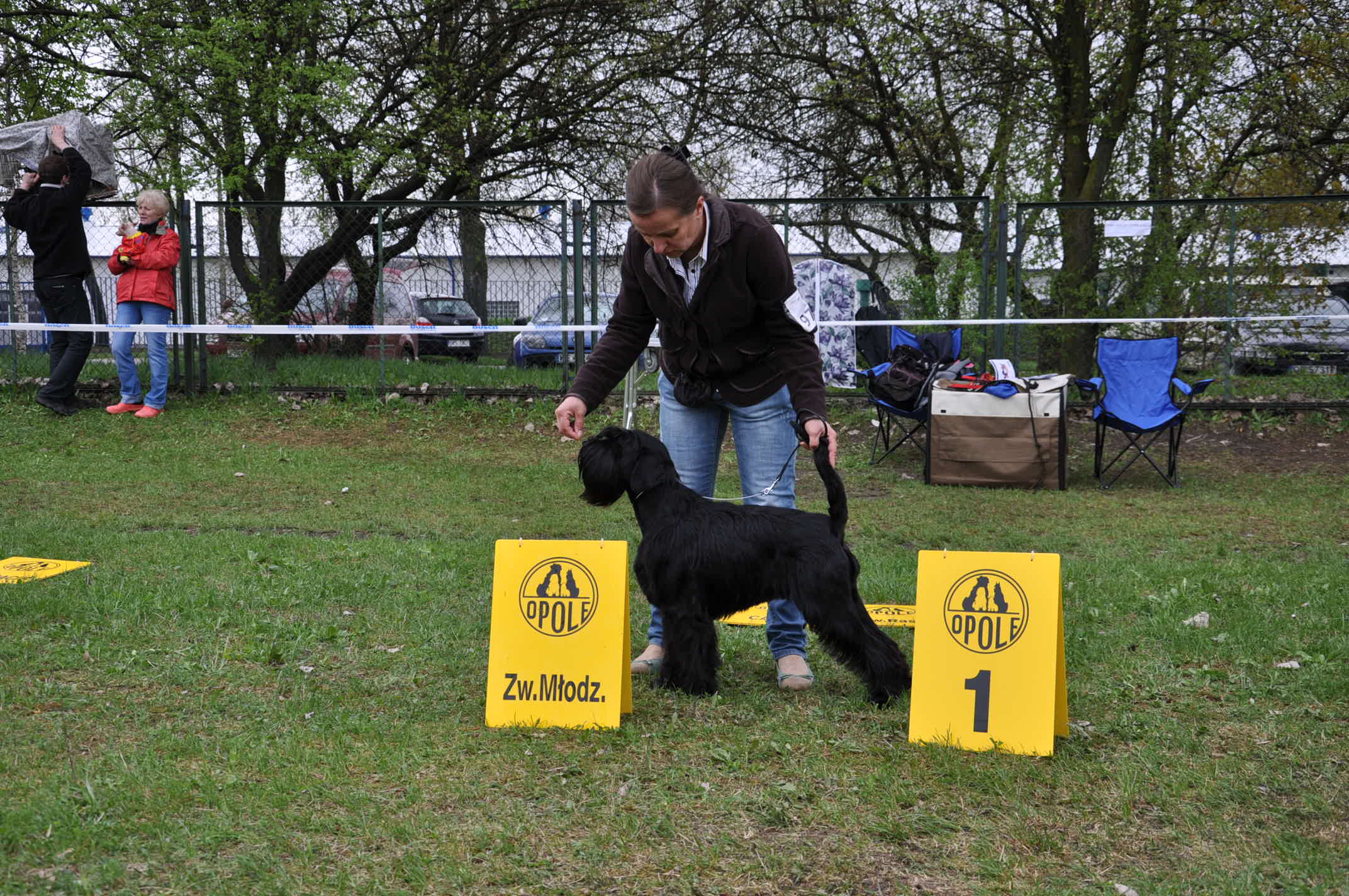 Black Standard Schnauzer