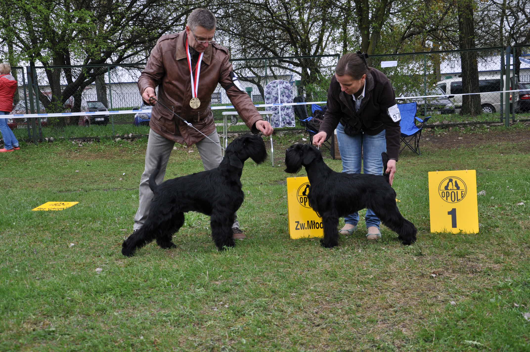 Black Standard Schnauzer
