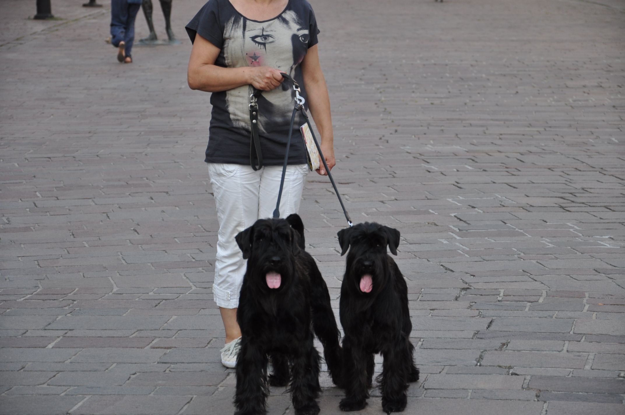 Black Standard Schnauzer