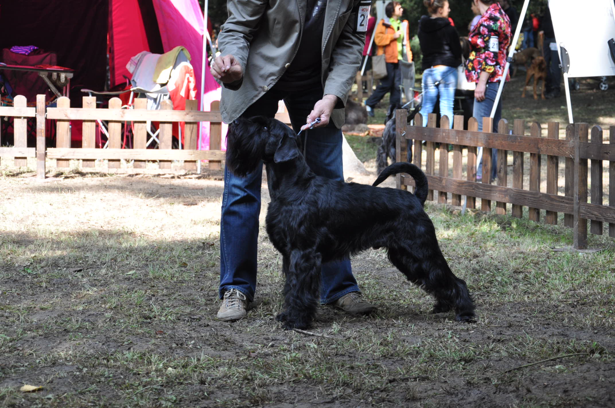 Black Standard Schnauzer