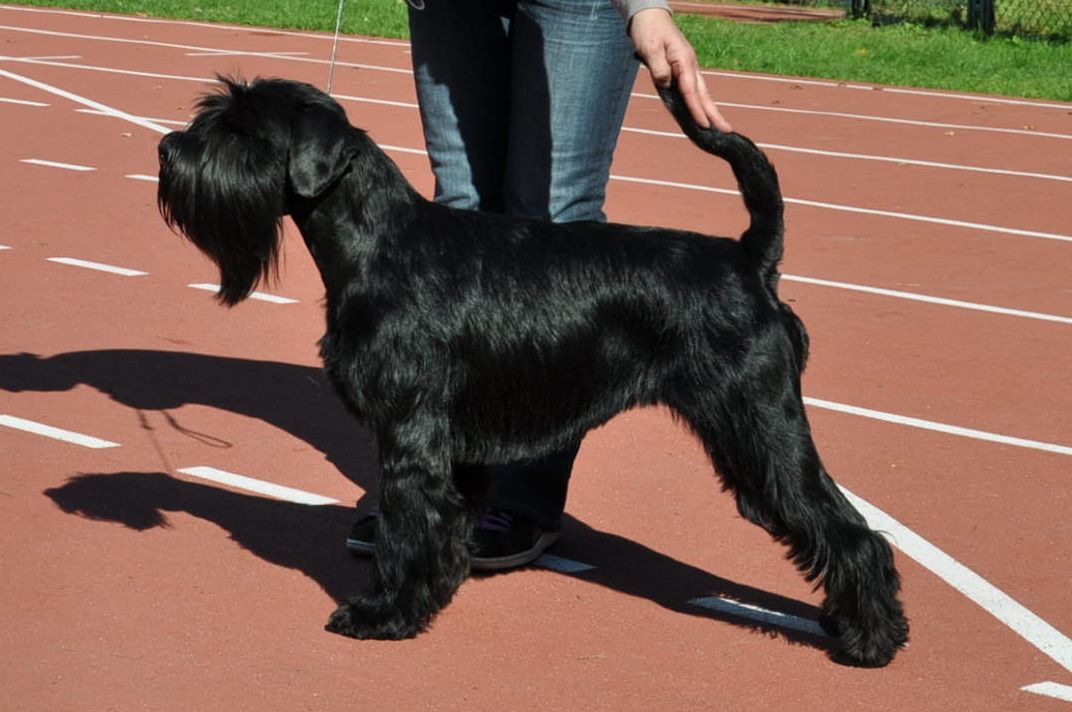 Black Standard Schnauzer