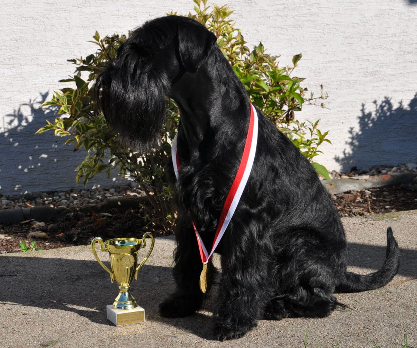 Black Standard Schnauzer