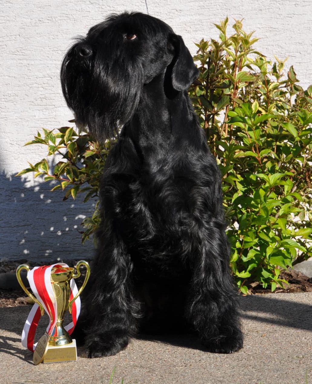 Black Standard Schnauzer