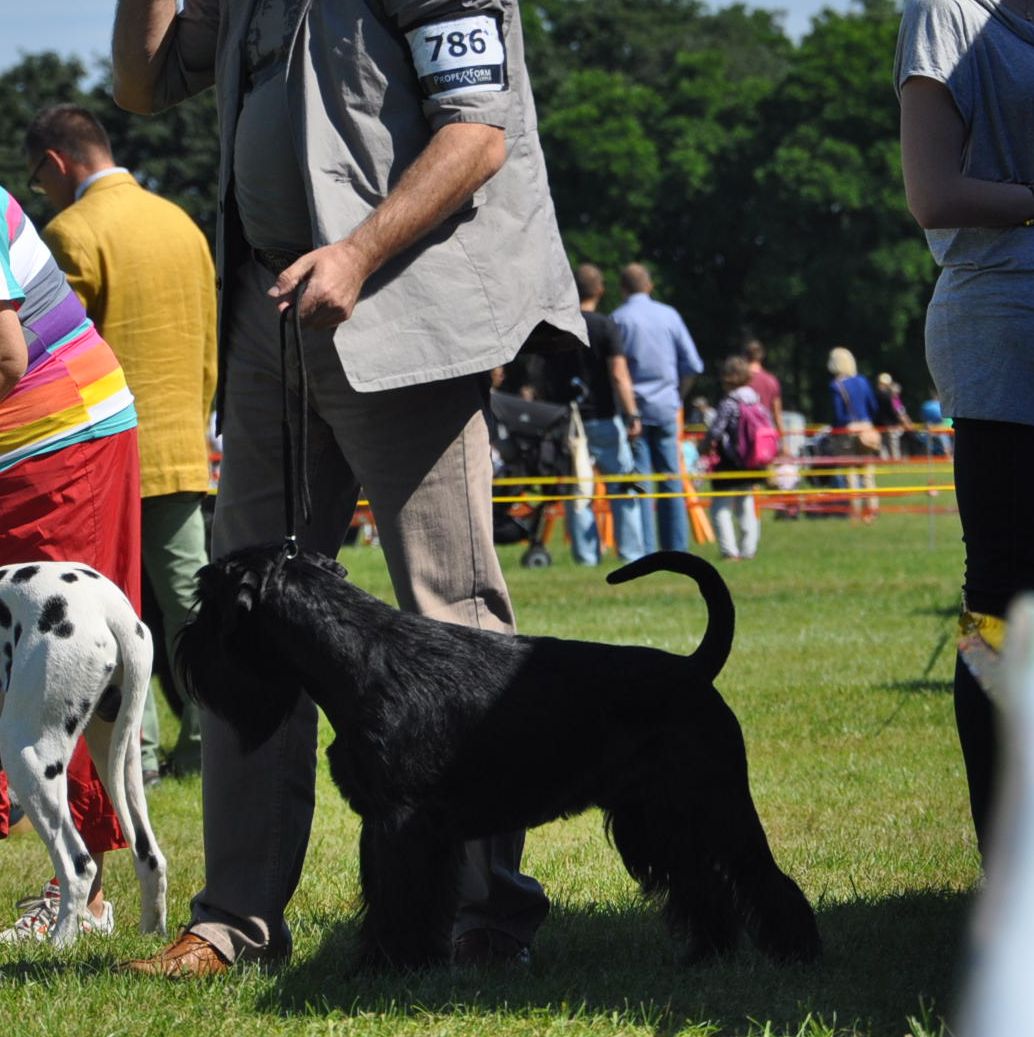 Black Standard Schnauzer